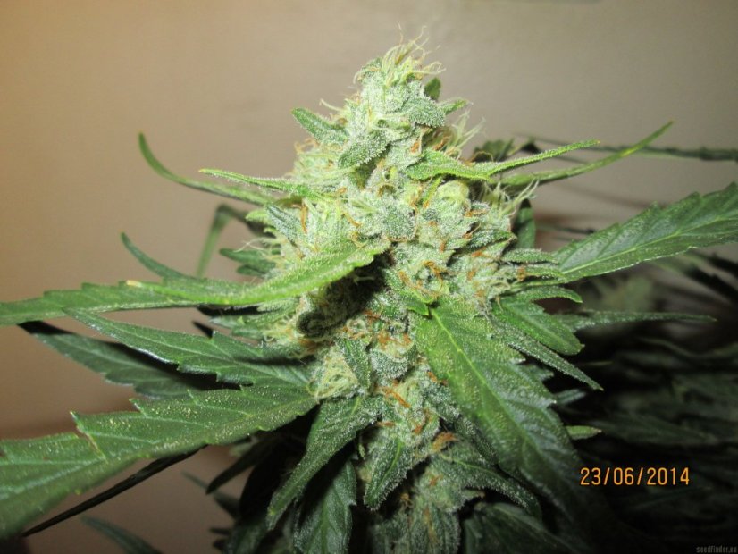 Ice Cool Auto - feminisierte und selbstblühende Samen 3 Stück Sweet Seeds