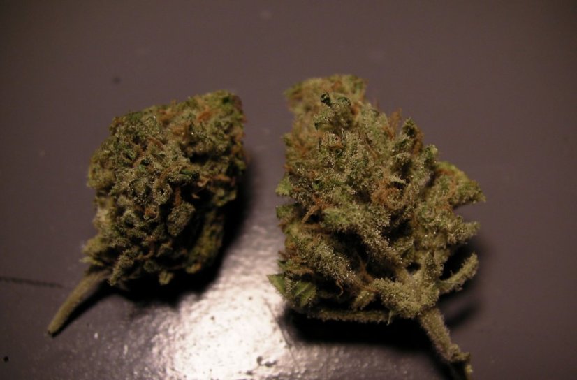 Royal Haze Automatic - fem. a autoflowering semienka 10ks Royal Queen Seeds