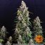 Strawberry Cheesecake Auto - autoflowering marijuana seeds 10 pcs Barney´s Farm