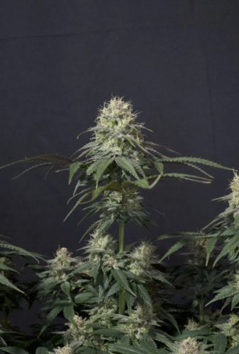 Tropicana Cookies FF - feminizované semená marihuany 3 ks Fast Buds