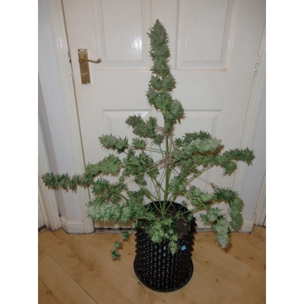 White Widow Automatic - feminizované a samonakvitacie semienka 5 ks Royal Queen Seeds