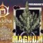Magnum - feminizované a samonakvitacie semena 5 ks Buddha Seeds