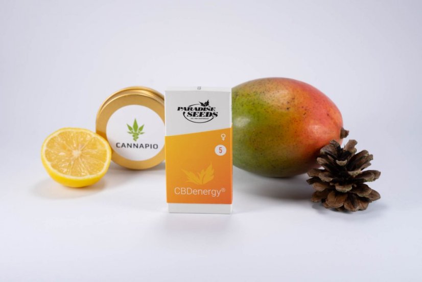 CBDenergy - feminizovaná semínka 5ks Paradise Seeds
