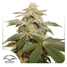 Sugar Bomb Punch - Feminised Seeds 3 pcs Dutch Passion