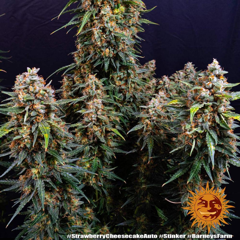 Strawberry Cheesecake Auto - самоцъфтящи семена от марихуана 3 бр Barney´s Farm