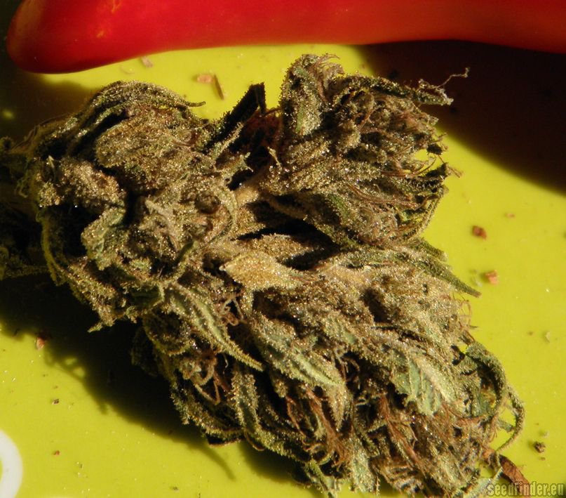 Acapulco Gold – feminizovaná semínka 5ks Barney´s Farms