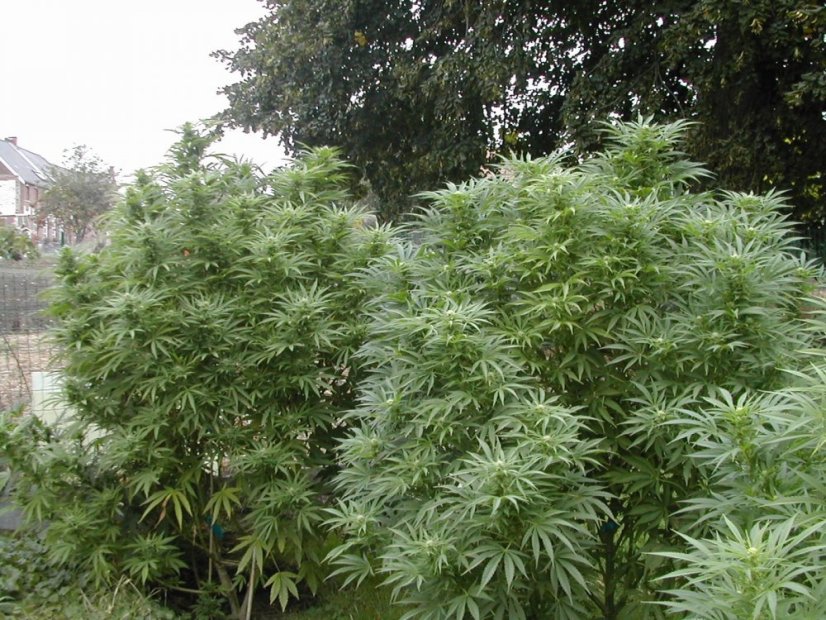 Early Skunk 10 ks štandardizované feminizované semená Sensi Seeds