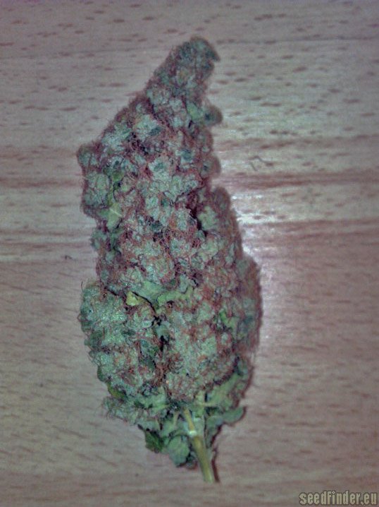 Haze Berry - feminisierte Samen 10 Stück Queen Royal Seeds