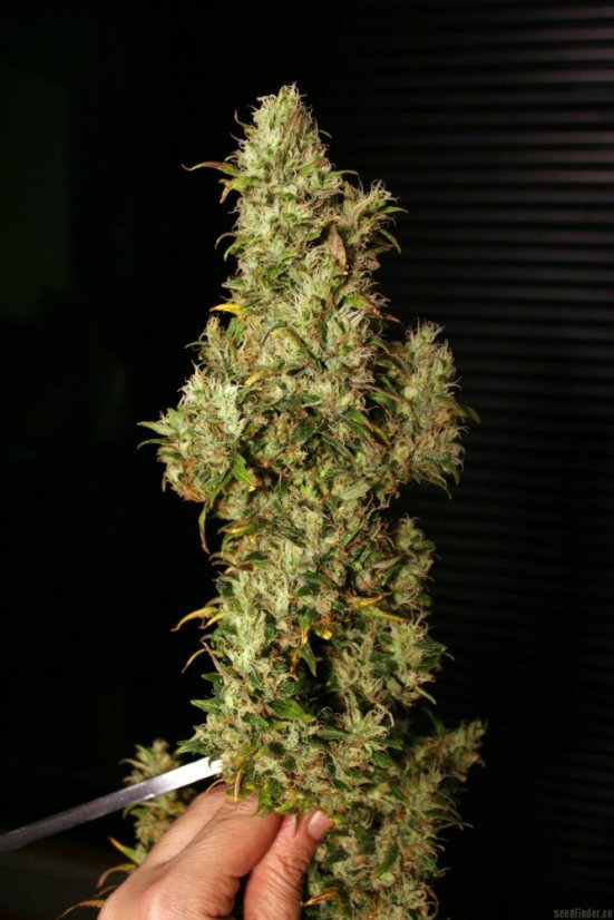 High Level - 6ks feminizovaná semená Eva Seeds