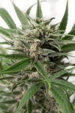 Blue Amnesia XXL Auto - fem. And autoflowering seeds 3pcs of Dinaf
