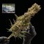 Northern Lights Auto - samonakvétací semena marihuany, 5ks Seedsman