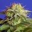 Green Poison Fast Version - feminizované semienka 10ks Sweet Seeds