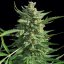 Critical Kush – feminizované semena 10 ks Barney Farms