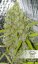 Orange Bud - feminizované semená 10 ks Dutch Passion