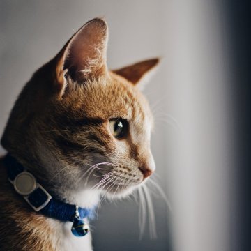 Wie CBD für Ihre Haustiere nützlich ist? - Teil 2: KATZEN, Dosierung, Zusammenfassung des Themas