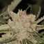 Bad Azz Kush - feminizovaná semínka 3 ks Barney´s Farm
