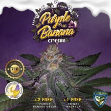 T.H. Seeds Purple Banana Cream nasiona feminizowane