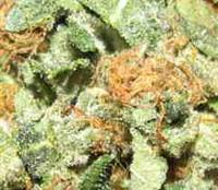 Skunk Haze 18 ks štandardizovaná semienka Mr. Nice
