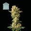 Peyote Forum - feminizovaná semena konopí 10 ks, Seedsman