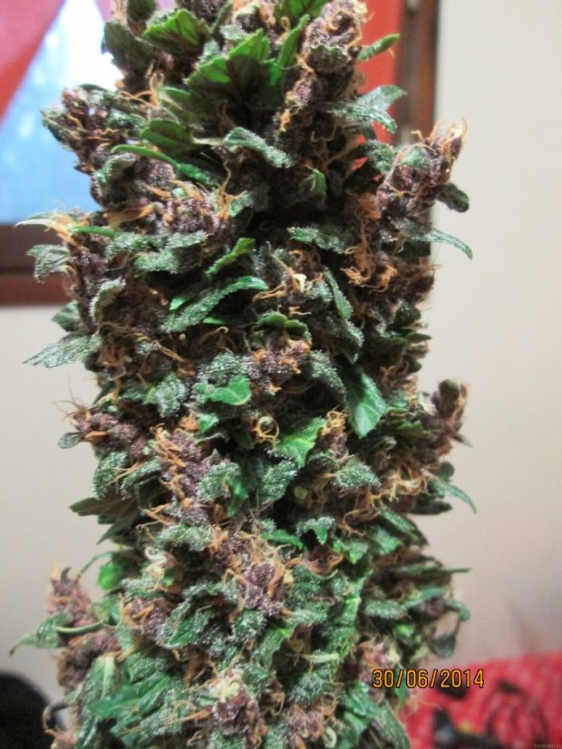Dark Devil Auto - fem. a autoflowering semienka 10ks Sweet Seeds