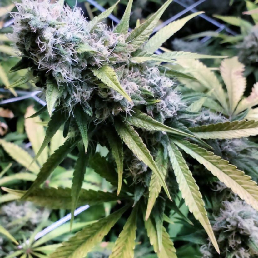 Critical Kush – feminizovaná semena 5 ks Barney´s Farm