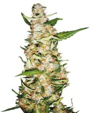 Skunk  1 Automatic -  autoflowering semienka 10ks Sensi Seeds