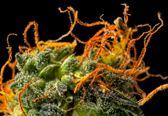 Orange Bud - hybridný kmeň konope so stimulujúcimi účinkami a citrusovou arómou
