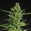 Devotchka - autoflowering seeds 3 ks, Doctor's Choice
