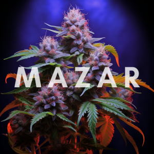 Mazar - Indian cannabis suitable for evening use and against insomnia