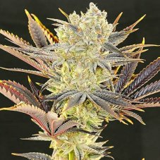 Ethos Genetics Citradelic Sunset feminisierte Samen