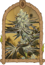 Malasaña Gelato - feminizovaná semena, 3 ks, Exotic Seed