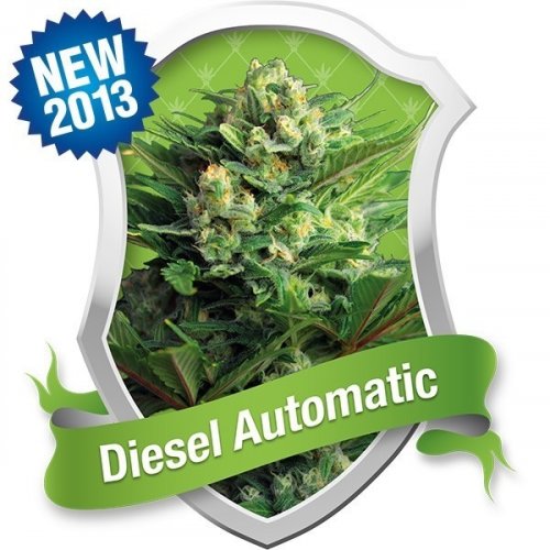 Diesel Automatic - feminized And autoflowering seeds 5 pcs Royal Queen Seeds