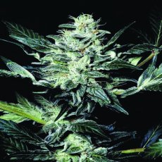 Sensi Star - 3 ks feminizované semená Paradise Seeds