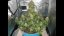 White Widow Automatic - feminized And autoflowering seeds 5 pcs Royal Queen Seeds