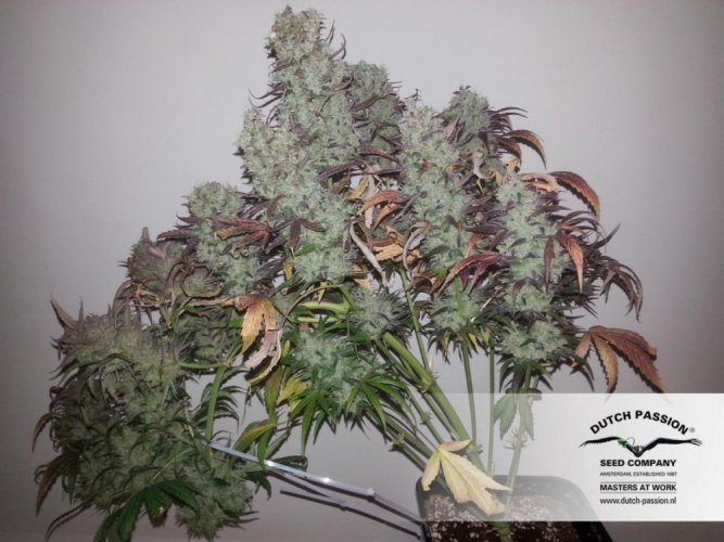Strawberry Cough - Feminized Seeds 5pcs of Dutch Passion