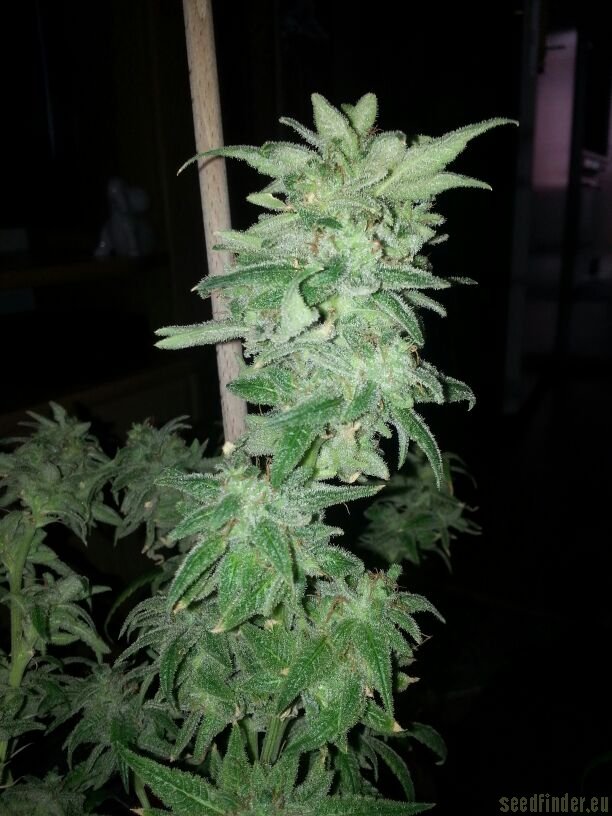 Nebula - 3 ks feminizovaná semínka Paradise Seeds