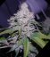 White Berry - 3 ks feminizované semená Paradise Seeds