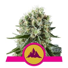 Critical Kush - feminizované semienka 3 ks Royal Queen Seeds