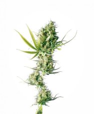 Durban - semená 3 ks feminizovaných semien Sensi Seeds