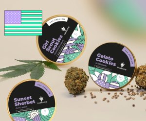 Sherbet: jedna z 10 nejlepších amerických genetik