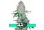 Glue Auto (Gorilla Glue Auto) - samonakvétacie semienka Fast Buds 3ks