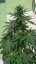 Bubble Gum Auto - 10 autoflower semen Fair Seeds