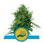 Solomatic CBD - Nasiona feminizowane i autoflowering 3 szt. Royal Queen Seeds