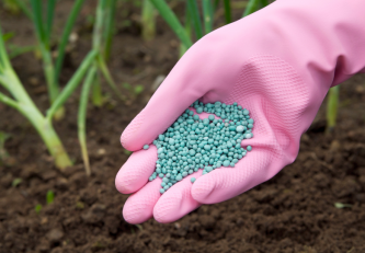 Organické hnojení konopí: Výhody a nebezpečí nadměrného používání
