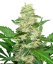 Super Skunk Automatic - feminized And autoflowering seeds 5 pcs Sensi Seeds