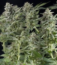 Northern Lights Auto - feminized and autoflowering seeds 6 pcs Natural Seeds