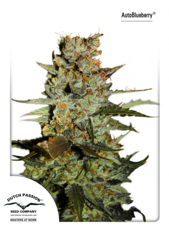 AutoBlueberry - feminized And autoflowering seeds 7 pcs Dutch Passion