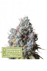 Rucu Cucu OG - feminizowane nasiona marihuany 3 sztuki, Seedstockers Superior