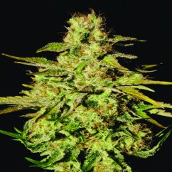 Jacky White - 3 feminizowane nasiona Paradise Seeds