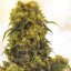 Critical Skunk 18 ks štandardizované semienka Mr. Nice